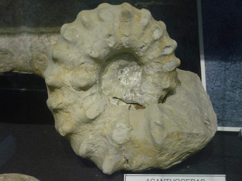 Ammonite1