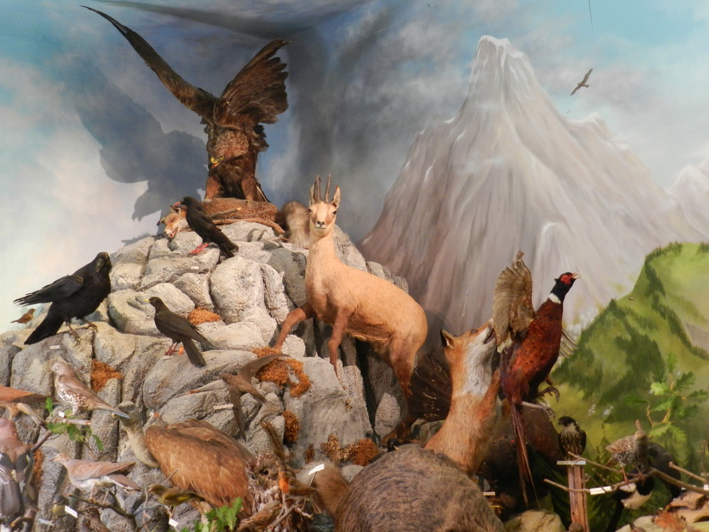 Animaux de montagne