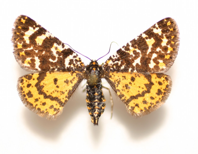 Eurranthis plummistaria