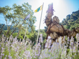 Homme de pierre©calfonsi (3)