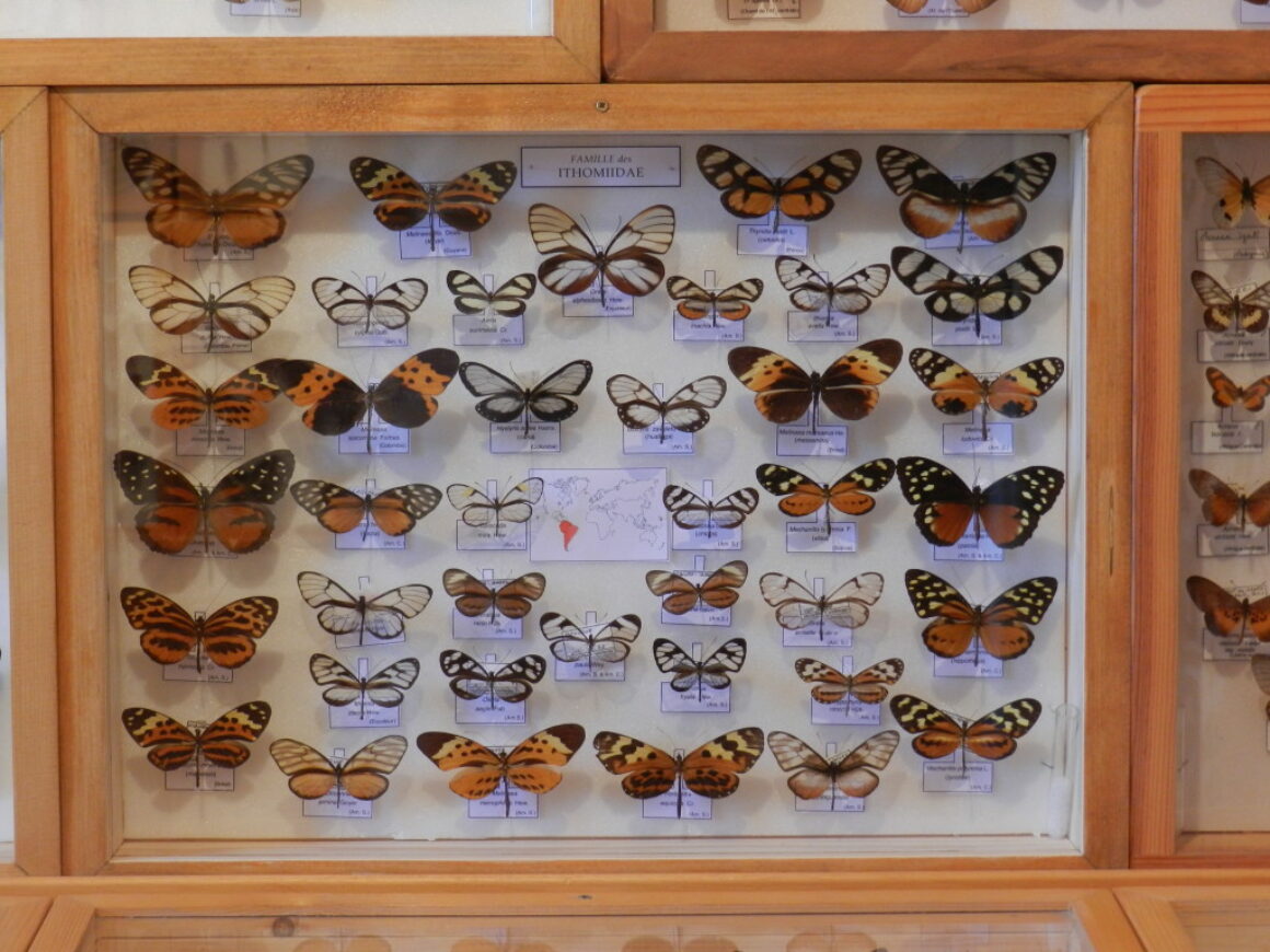 Ithomiidae