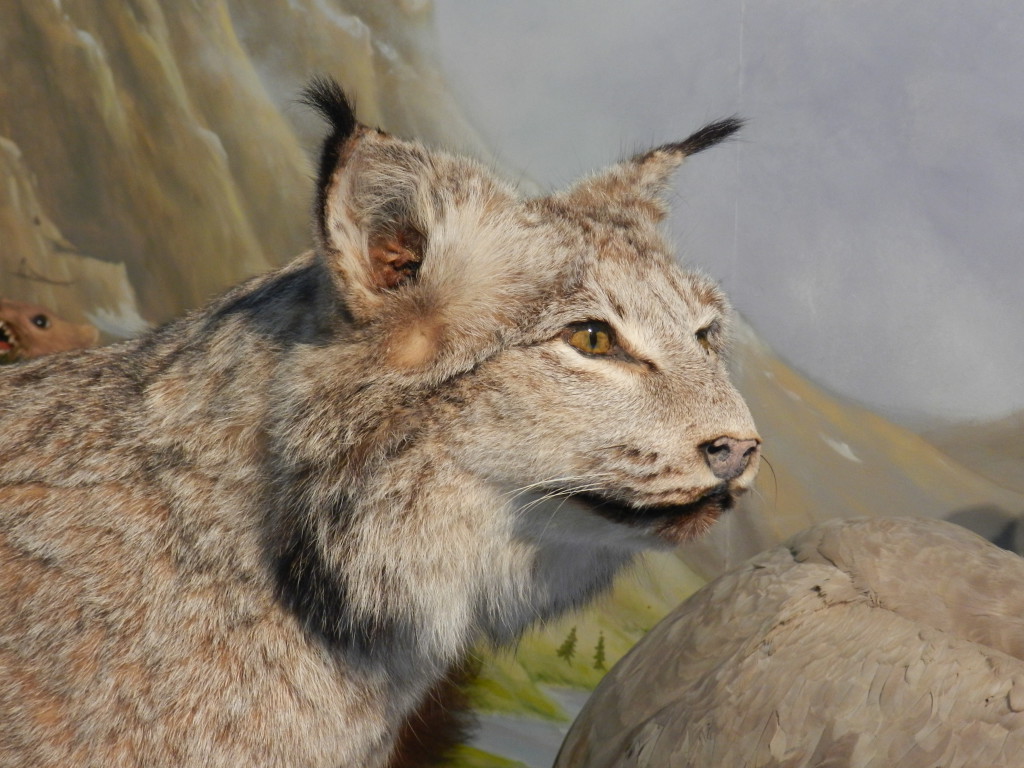 Lynx du Canada