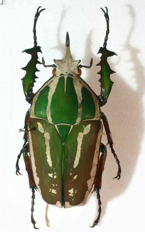 Mecynorhina torquata
