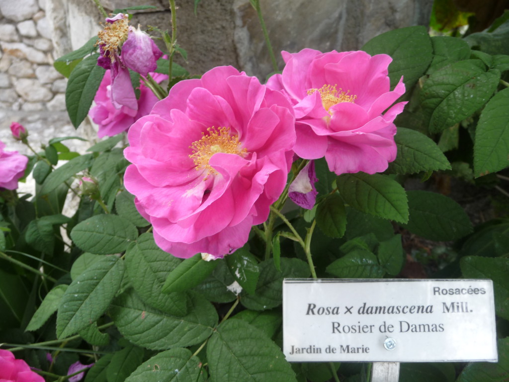 Rosier de Damas