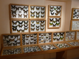 Une salle des papillons