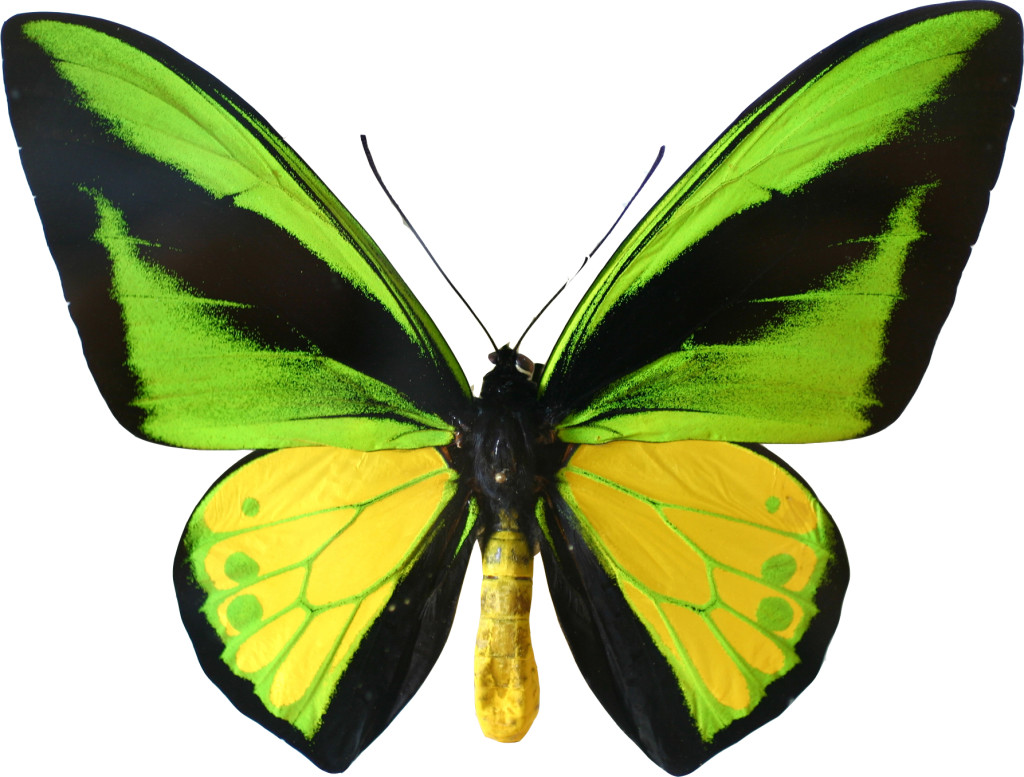 Ornithoptera goliath