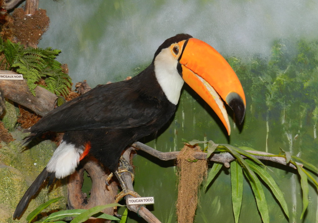 Toucan toco 2