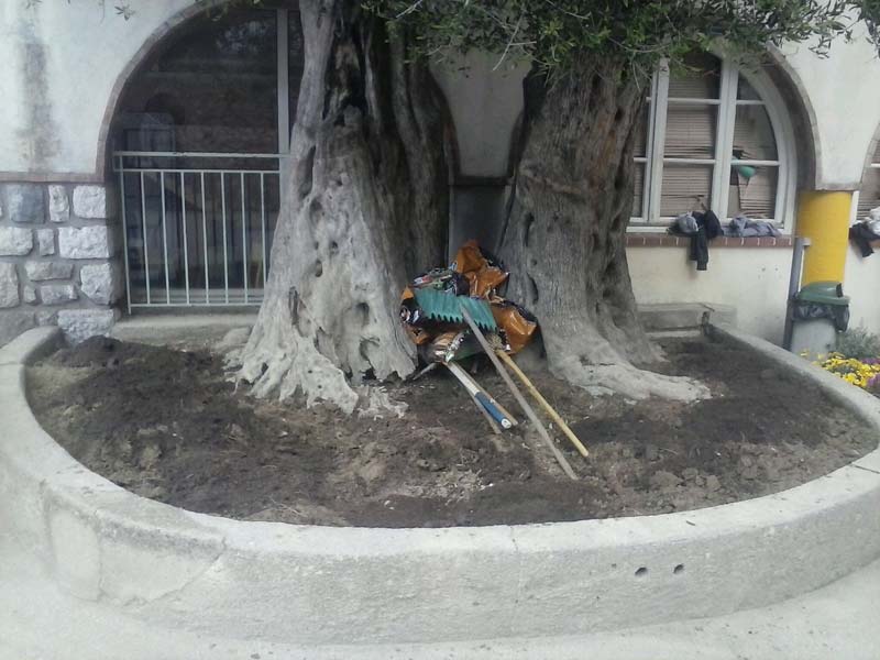 FleurEcoletordo5