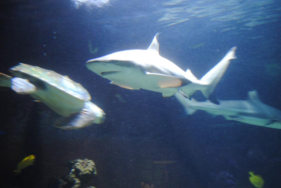 musee-oceanographique-1-6