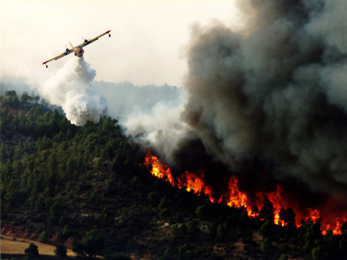 Feu De Foret