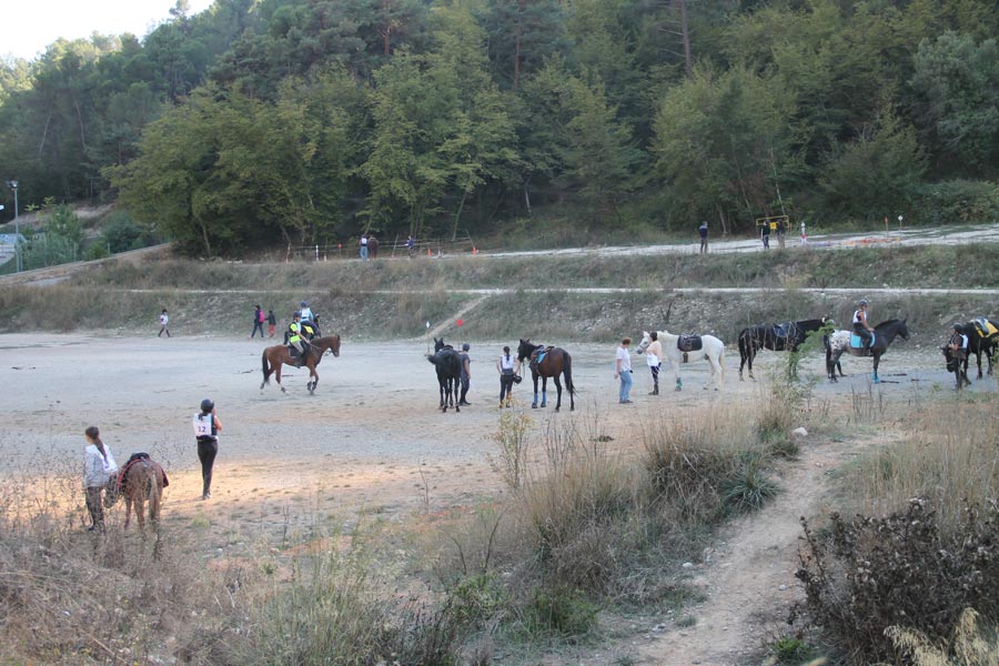 Concours Equitation©m Niel (11)