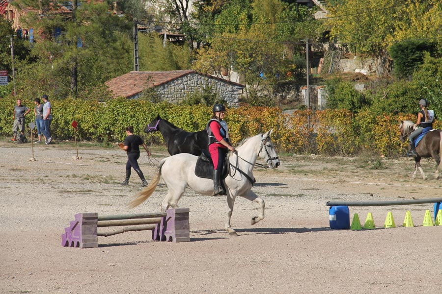 Concours Equitation©m Niel (7)