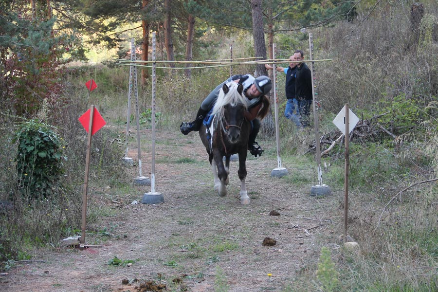 Concours Equitation©m Niel (9)