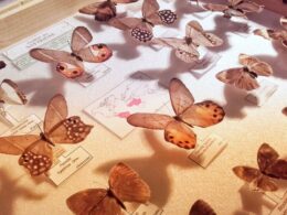 Satyrinae Chateau Musee (1)