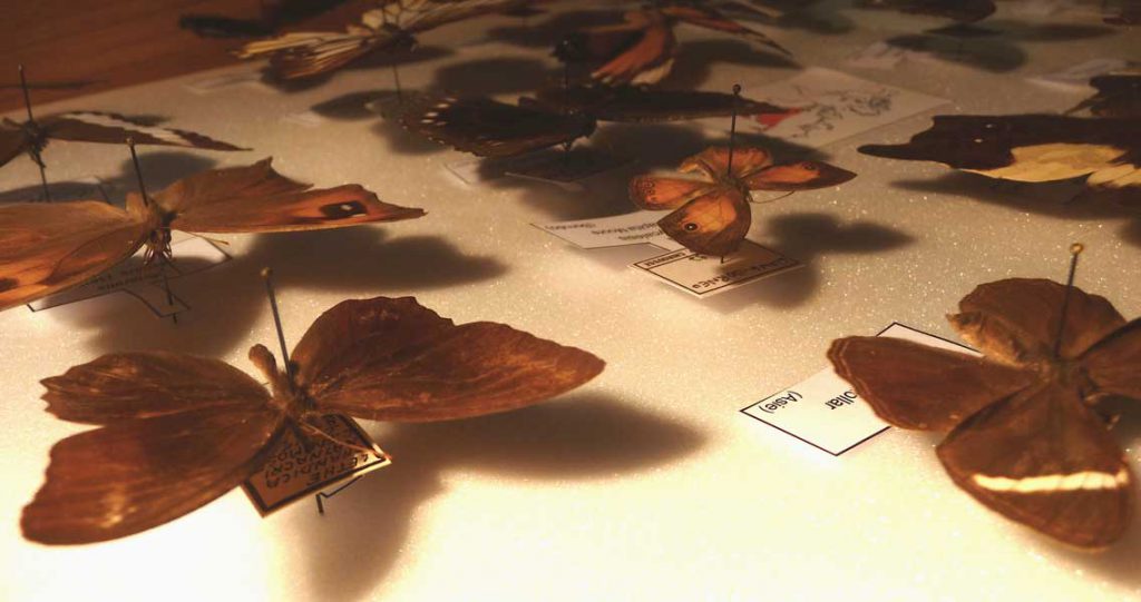 Satyrinae Chateau Musee (7)