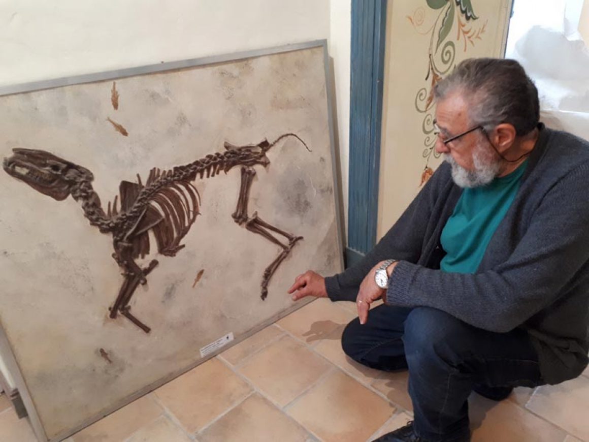 Photo3 Le Bachytherium