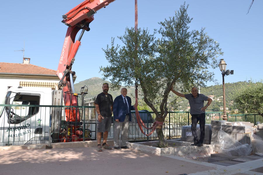 Embellissement Mairie 2019 Oliviers (2)
