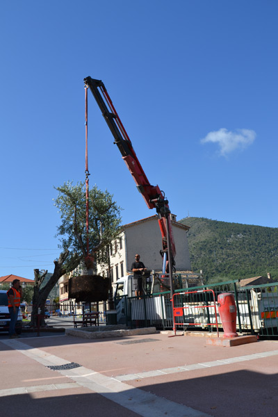 Embellissement Mairie 2019 Oliviers (6)