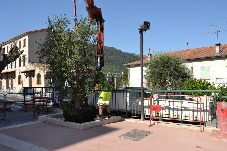 Embellissement Mairie 2019 Oliviers (7)