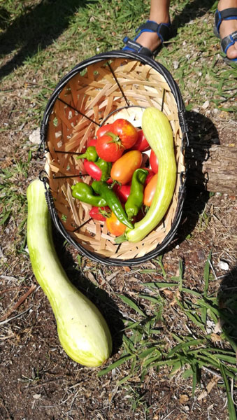 Potager Chateau (6)