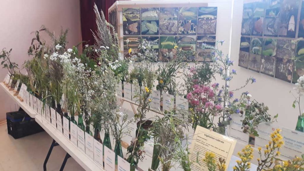 Salon Champignons 2019 (17)