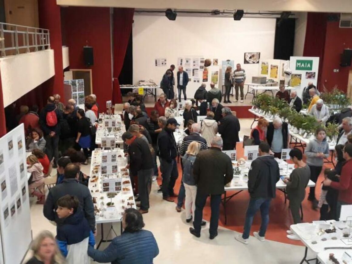Salon Champignons 2019 (6)