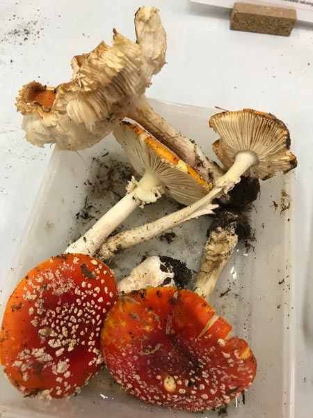 Salon Champignons©MNiel (15)