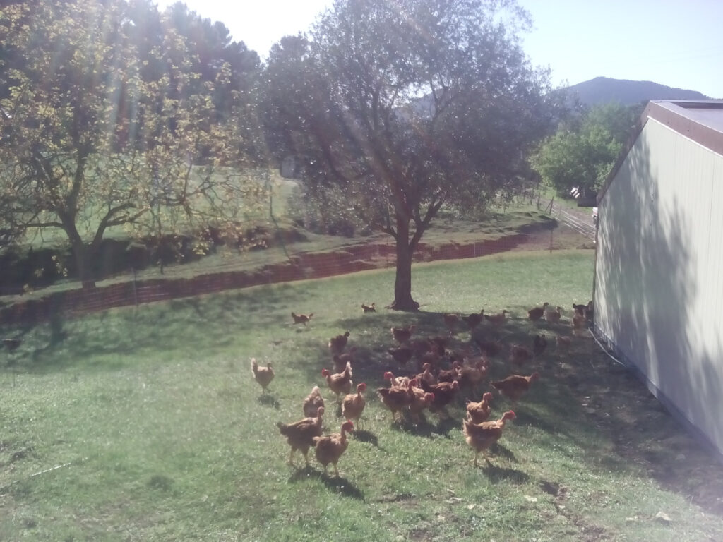 Ferme De La Saurea2
