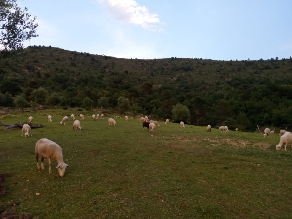 Ferme De La Saurea3