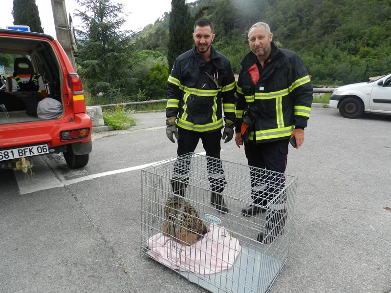 Sauvetage Grand Duc Pompiers©lionel Carles (7)