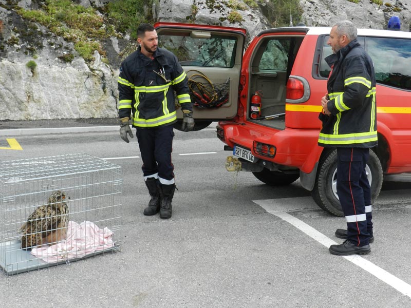 Sauvetage Grand Duc Pompiers©lionel Carles (9)