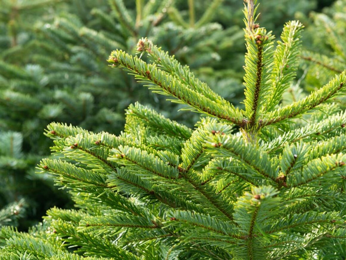 Sapin©Quéméner Valérie