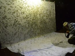 Animations Nuits Musees Chateau (2)