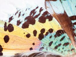 Chateau Musee©calfonsi (5)