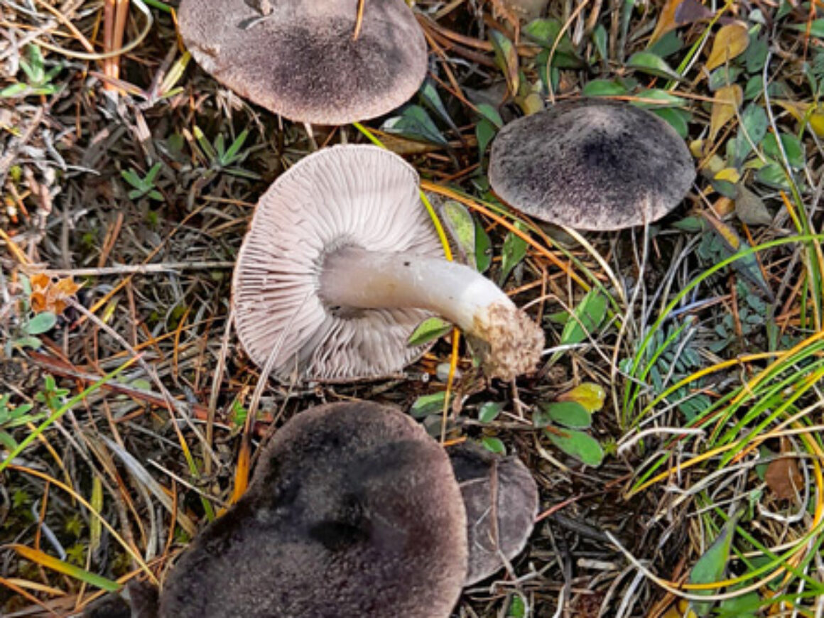 20201028 173601 02