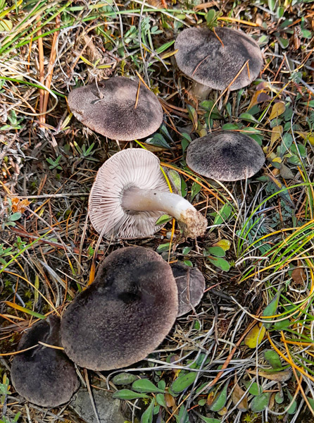 20201028 173601 02